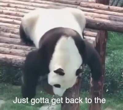 Panda problems 🐼
