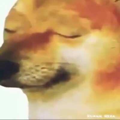 Nooooooo, please don't be sad doggo