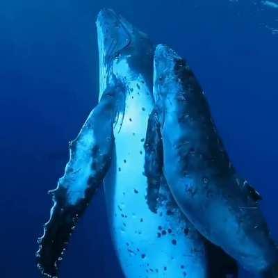 🔥 Very close encounter with a humpback whale and her newborn on their 8000km journey at Rarotonga, Cook Islands 🔥