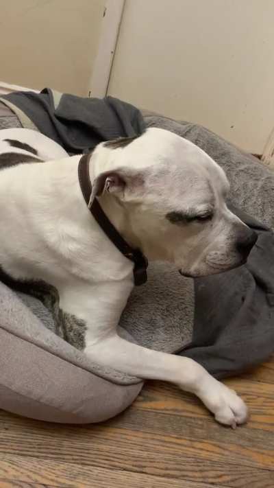 My dog has been shivering lately