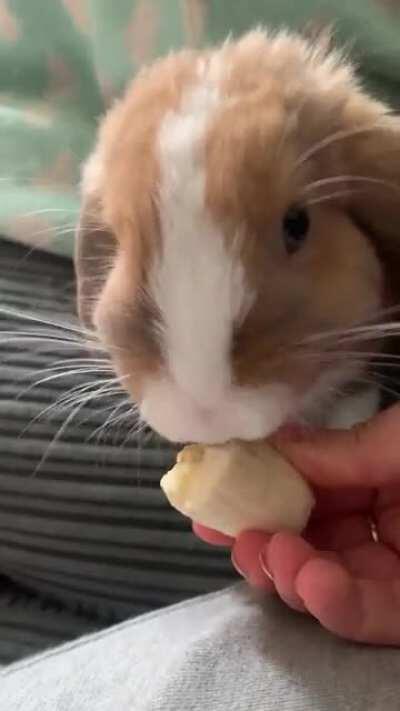 Levi trying banana 🍌 for the first time. Such smol bites for a tiny bunny 🐰
