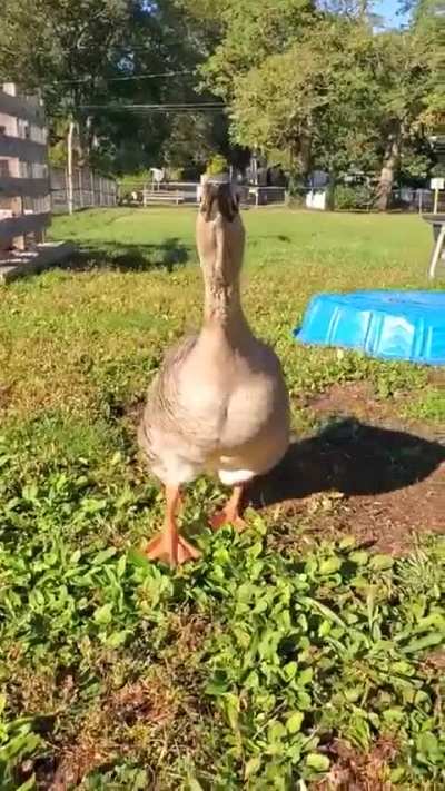 Inspector Mikey is on the case