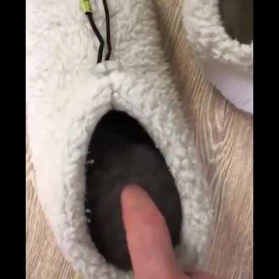 Attention⚠️, it very cute😍