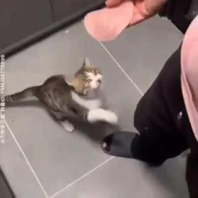 CaT fUkCiNg DiEs AfTeR HuMaN sLaPs HiM