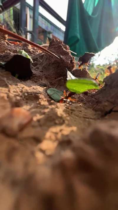 Leaf Cutter ants at my job site in Texas