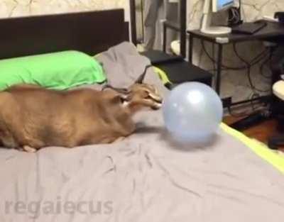 Big floppy went popa