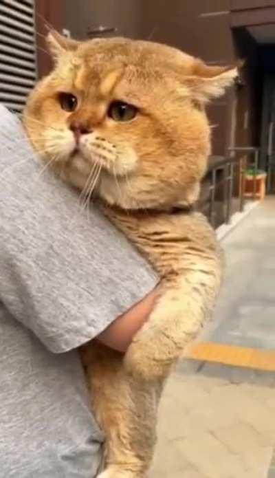 What breed is this cat