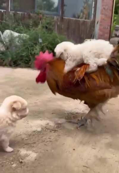 They seem to have a good relationship. Are the chickens willing?