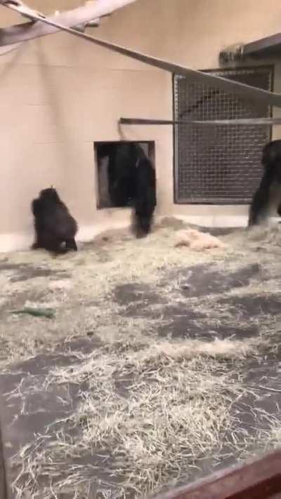The way this gorilla slides up to the glass