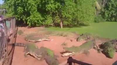 Код для этих крокодилов писал не я