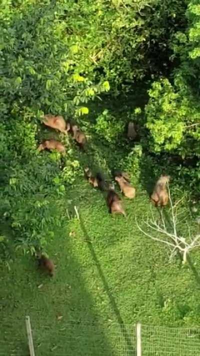 Huge family of capybaras I filmed from my bedroom