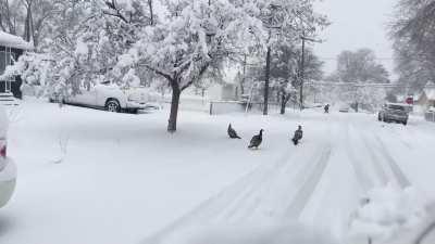 Just so everyone knows the rose park turkeys (and quail) are safe and sound and enjoying the storm today (2/22/23). Stay safe out there folks!