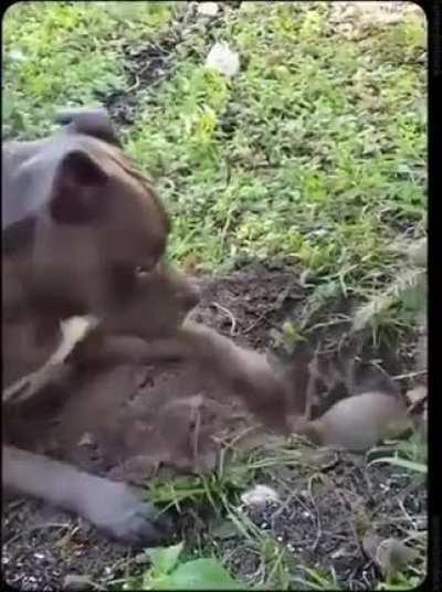 Суслик, ну давай поиграем!?