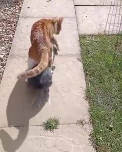 I guess you have bunny now.