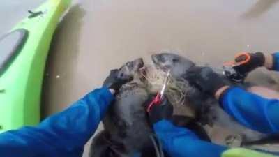 Спасти Котиков или Зачем Ножницы в Комплекте