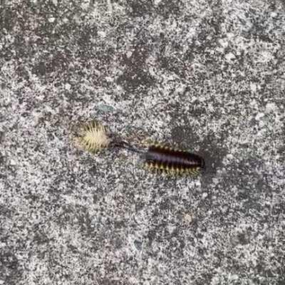 a millipede dragging part of his detached body still connected by entrails