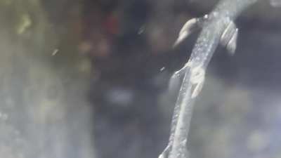 Here’s a gossamer worm I found among many, I got some very close shots and I hope you enjoy! there so cool up so close
