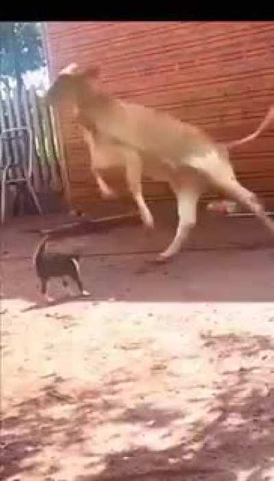 How Dare You...Damn!!!