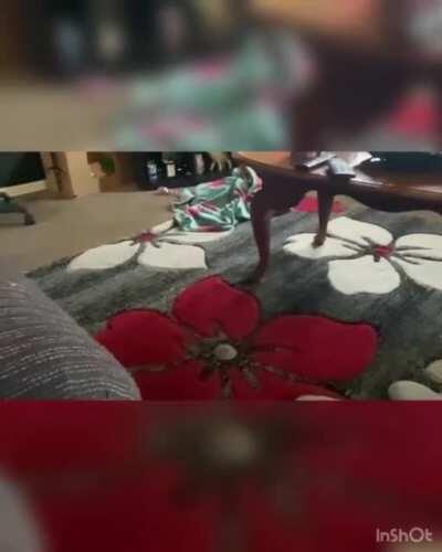 Luna with the zoomies