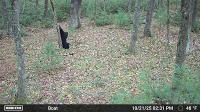 Black bear back jack