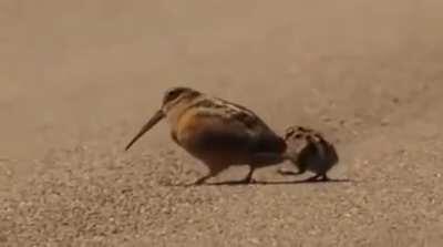 American Woodcocks forage by rocking their bodies, producing vibrations that make worms move. They can hear or feel the worms' movement underground, which is when they use their long bills with specialized, flexible upper mandibles to extract them.