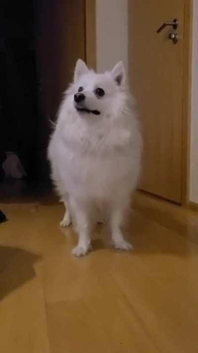 mY dOG MurDeRinG Me fOr NOt TakinG HIm OUtsiDe WhEN he wantEd.