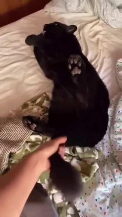 This is luna the black panther-- Big cat is still a cat.