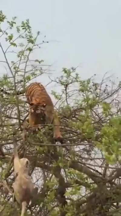 🔥 Tiger attack Monkey on a Tree