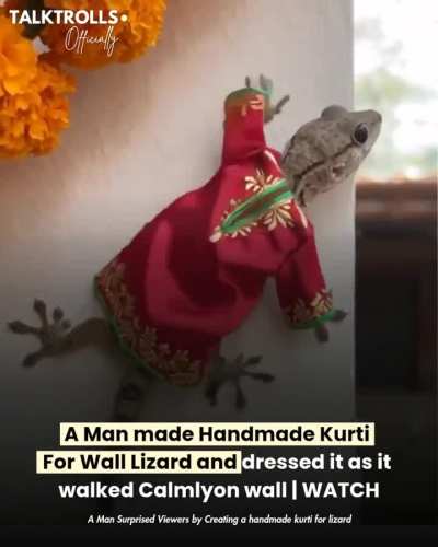 A man surprised viewers by creating a handmade kurti not for a person, but for a wall lizard. He carefully dressed the tiny reptile, which calmly walked along the wall wearing the outfit. The creativity sparked smiles, curiosity, and lighthearted reaction