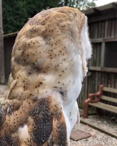 The barn owl has absolutely gorgeous plumage