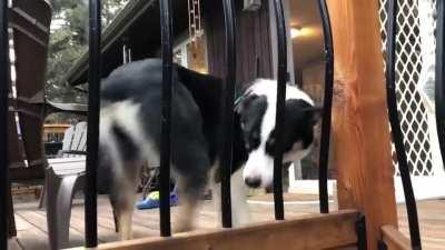 TIL wiggle butt didn’t just apply to my dog and is an aussie dog thing. Then I found this wonderful place. I present to you Panda, our Aussie/Collie mix capable of 100 Wiggles Per Minute.