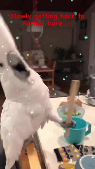 A very normal parrot dancing with chopsticks