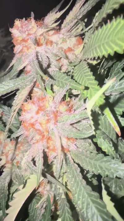 Can I chop the top buds?