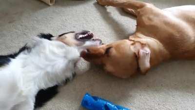 Sound required for the most half hearted play fight ever