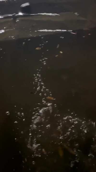 California got heavy rain yesterday and there was some street flooding. I unclogged the storm drain that caused it.