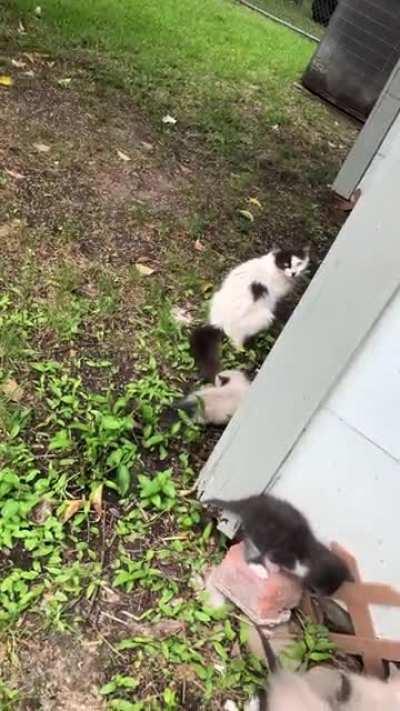 Stray under our house had kittens. We are gaining trust so we can take them in and find them homes.