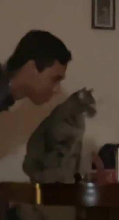 Poor cat was minding his own business