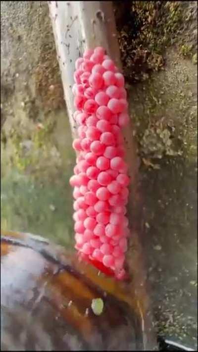 Someone crushing the eggs of the invasive apple snail