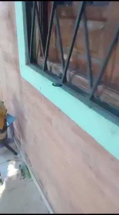 Resistenciano muestra cómo combate el dengue