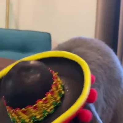 Happy Cinco de Mayo!!