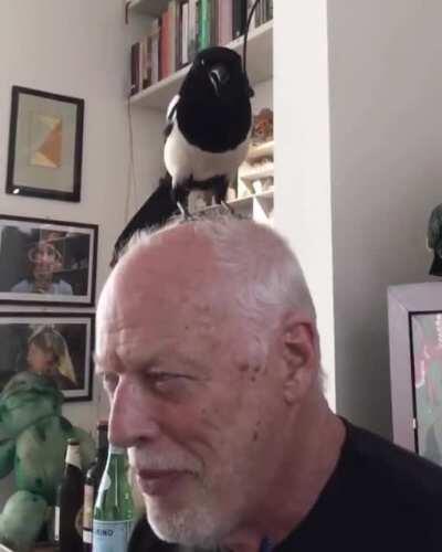 Bird Gilmie. Gilmie wit da bird on him