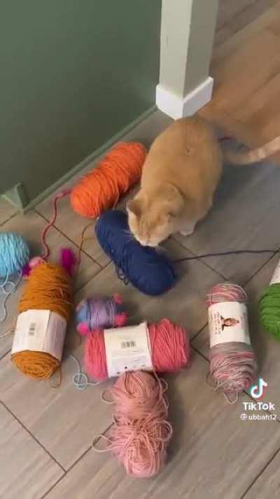 Max using his one orange braincell to deliver yarn in exchange for treats