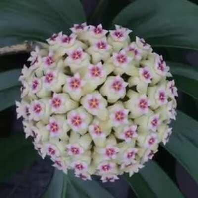 🔥 Time-lapse video of the blooming of the Hoya Rigida. Hoya is a genus of 200–300 species of tropical plants, most commonly found in Southeast Asia.