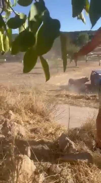 So you want to be a rodeo clown? ... wait for the ending