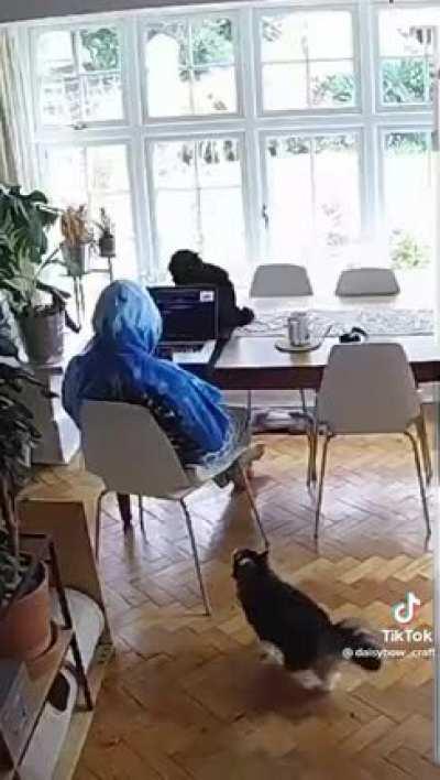 Cat uses owner to reach new levels of asshole behaviour