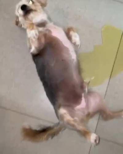 Dog pee while Vietcong counting