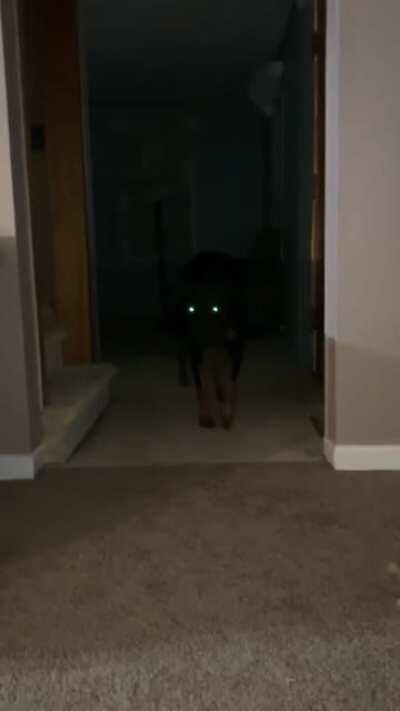 Scary dog in the town...