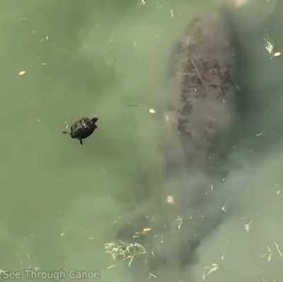 When Turtle realized he swam into the wrong neighborhood it put it in reverse as quickly as possible.