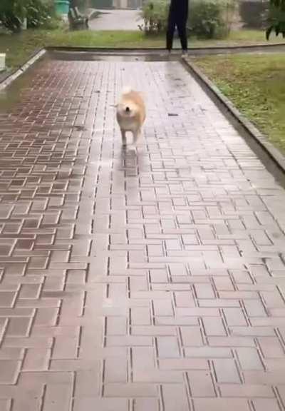 Fast boi ʕ•ᴥ•ʔ