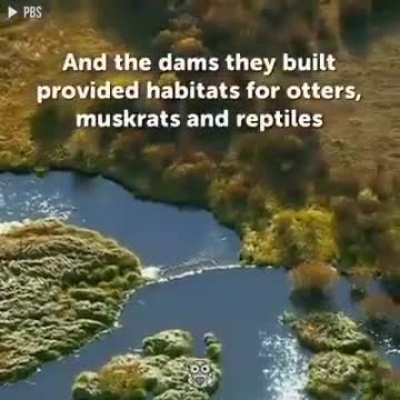 The unbelievable difference 14 wolves can make...